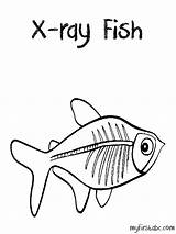Ray Coloring Pages Fish Xenops Preschool Template Printable Sketchite Book Rays Books Things Popular sketch template