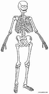 Skelett Esqueleto Ausmalbilder Cool2bkids Printable Skeletons Clases Malvorlagen Designlooter sketch template