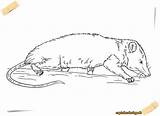 Coloring Possum Opossum Pages Animals sketch template