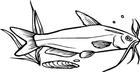 catfish pages realistic coloring pages