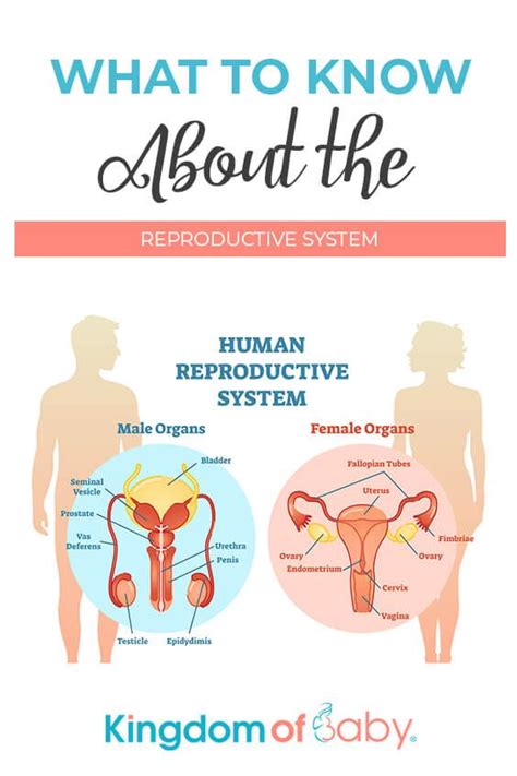 what to know about the reproductive system reproductive