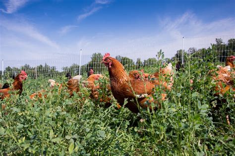 Red Sex Link Chickens Stock Image Image Of Farm Eating