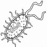 Bacteria Imagui sketch template