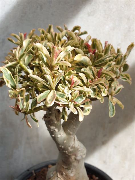 adenium sort super mini variegated leaves foto  opisanie