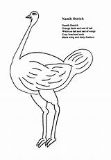 Ostrich Namib Edens Animal sketch template