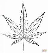 Coloring Pages Leaf Pot Printable Drawing sketch template