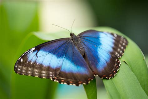 blue butterfly  photo  freeimages