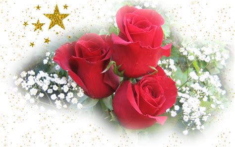 widescreen christmas wallpapers roses  stars