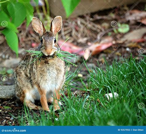 rabbit eating grass royalty  stock photo image