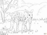 Coloring Kangaroo Pages Eastern Grey Color Printable Skip Main sketch template