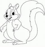 Squirrel Coloring Pages Coloringpagesabc Para sketch template