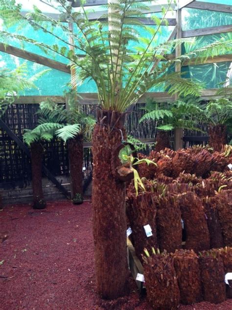 soft tree fern dicksonia antarctica 6 foot