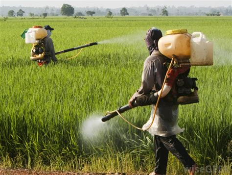 hawaiis  pesticide bill triumph  agribusiness lies  maui independent