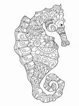 Seahorse Volwassenen Voor Zeepaardje Verbnow sketch template