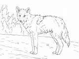 Coyote Coloring Pages Printable Kids Drawing Animal Sheets Bestcoloringpagesforkids Adult Getdrawings Howling Adults Choose Board sketch template