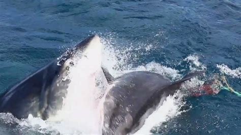 Great White Shark Fight Caught On Film Illawarra Mercury