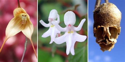 15 Incredible And Beautiful Flowers That Do Not Look Like