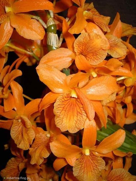 hoa phong lan viỆt vietnam orchids dendrobium stardust firebird