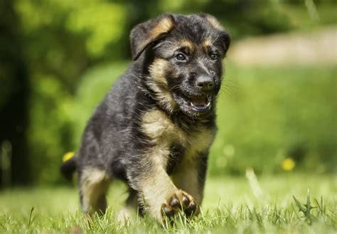 east german shepherd dog breed information images characteristics health