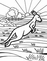 Australian Animals Australia Coloring Pages Colouring Drawing Color Animal Kangaroo Getdrawings Aboriginal Coloringpagesfortoddlers sketch template