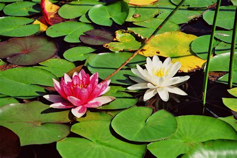 lily pads  photo  freeimages