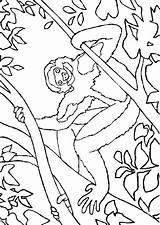 Apen Affen Dieren Coloriages Monkeys Mewarnai Colorare Malvorlagen Singe Animierte Monyet Animasi Singes Malvorlage Ausmalbilder Bergerak Affe Scimmie Kleurplaatjes Stemmen sketch template