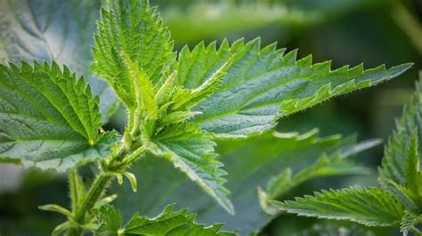 growing stinging nettle  gardens  propagation caring