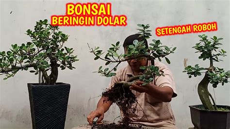 sederhana membuat bonsai beringin dolar youtube