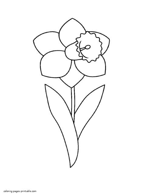 spring flower daffodil coloring pages printablecom