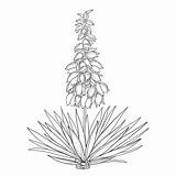 Yucca Flower Vector Outline Needle Illustration Filamentosa Adams Ornate Bunch sketch template