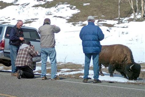 Yellowstone Urges Tourist Common Sense Amid Bison Attacks