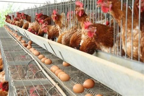 poultry farm chicks wholesale price and mandi rate for