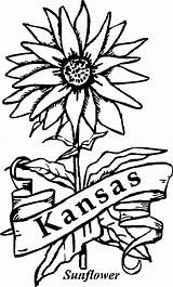 Kansas Girassol Sonnenblume Desenhar Parentune sketch template