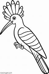 Hoopoe Coloringall sketch template