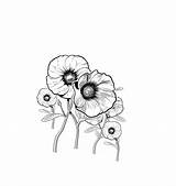 Sturt Wilted Lumsden Glenn Illustrated Wildflowers Sturts sketch template