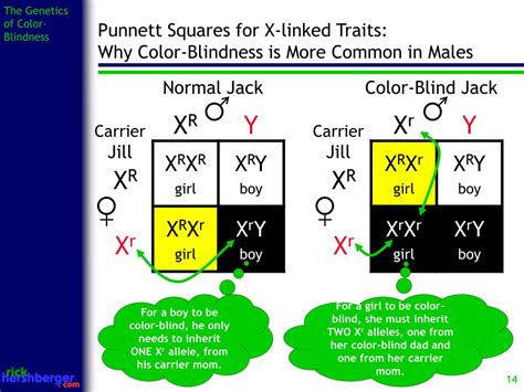 Ppt The Genetics Of Color Blindness Powerpoint