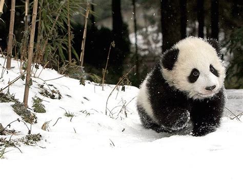 national panda day cute panda photos