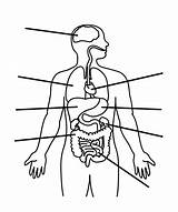 Humano Femenino Digestivo Human Aparatos Organs Coloring Anatomy Humanos sketch template