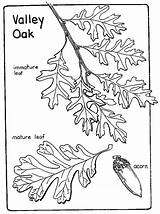 Oak sketch template