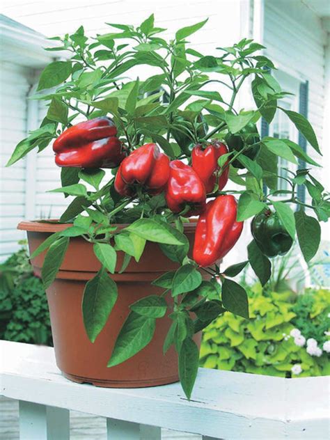 sweet pepper redskin  growing north