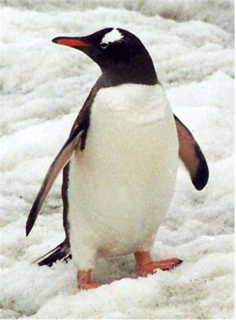 penguin personalities dana  church