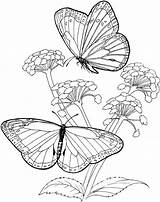 Coloring Butterfly Butterflies Pages Adult Adults Colouring Printable Coloriage Papillon sketch template