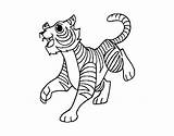 Tiger Coloring Bengal Coloringcrew Colorear Baby Dibujo sketch template