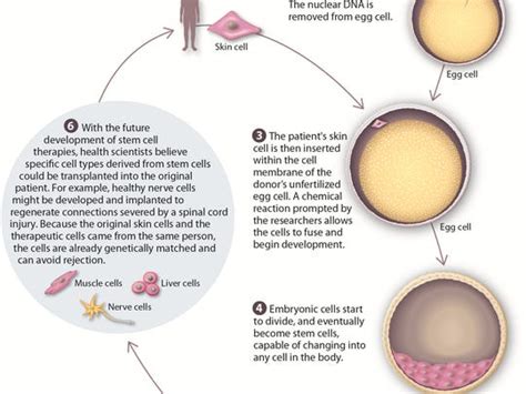 Human Embryonic Stem Cells Are Cloned