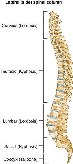 vertebral column vertebral column medical definition