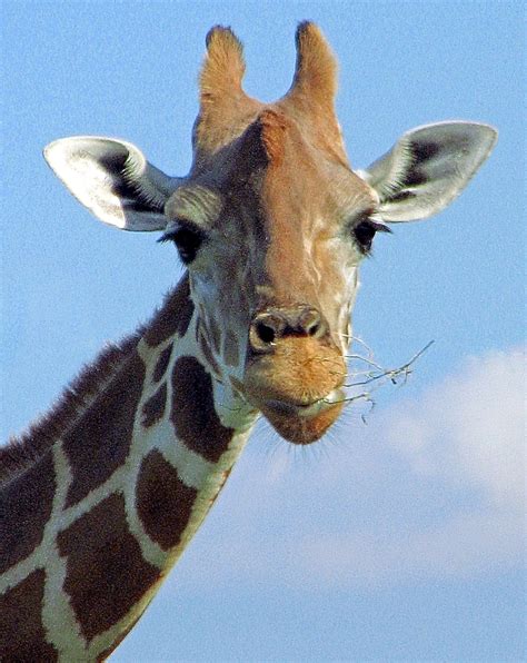 filegiraffe face flajpg wikimedia commons