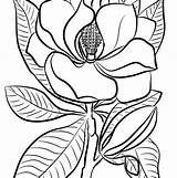 Colorare Magnolia sketch template