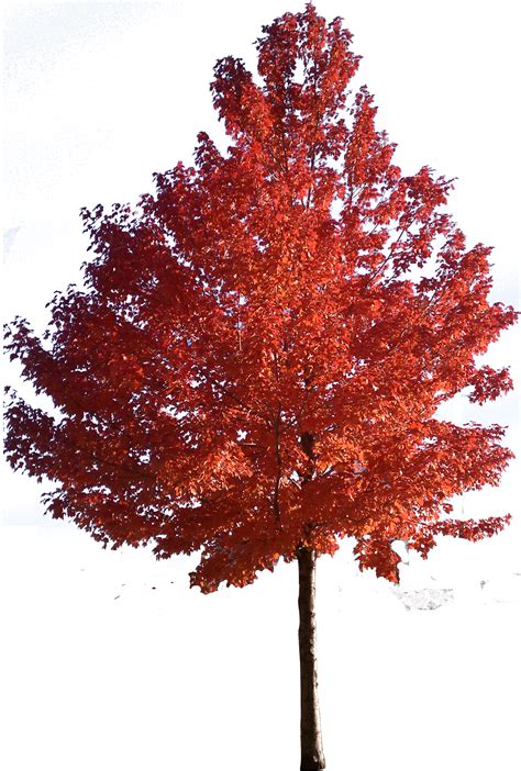 red tree clipart   cliparts  images  clipground