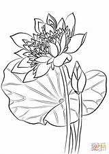 Lotus Coloring Pages Sacred Chinese Printable Drawing Watercolor Work Categories sketch template