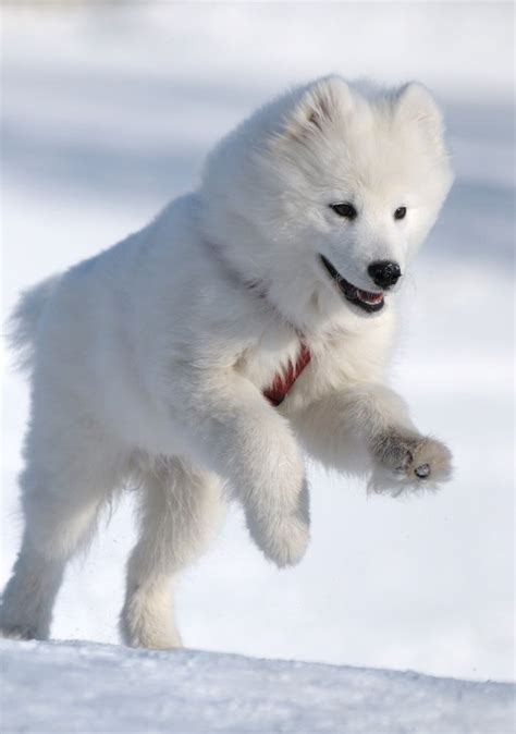 white alaskan husky puppy animals  sorts pinterest pets sled  puppys